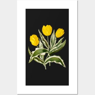 Variegated yellow Tulips - botanical illustration Posters and Art